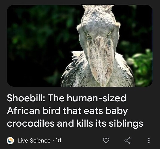 Shoebill wtf